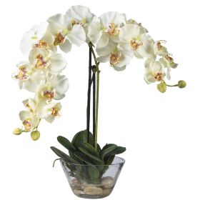 Phalaenopsis w/Glass Vase