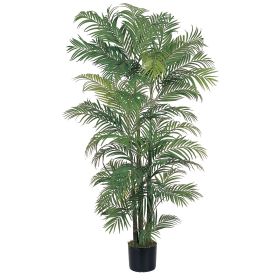 Areca Palm Tree x 8 w/1464 Lvs