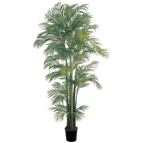Areca Palm Tree x 9 w/1816 Lvs