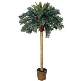 Sago Palm Tree w/50 Lvs