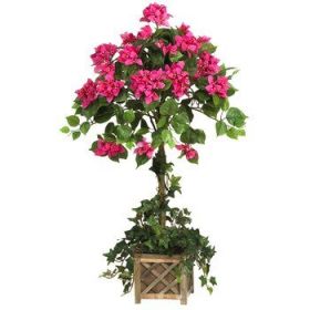 Bougainvillea Topiary w/Wood Box