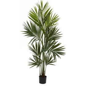 Kentia Palm x 12 w/230 Lvs